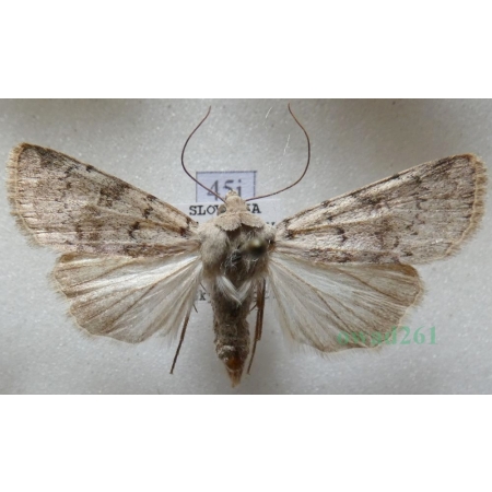 Epipsilia grisescens (Fabricius, 1794) female Slovenia45j